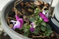 Pansies in a flower pot in January. The garden pansy is a type of large-flowered hybrid plant. Berlin, Germany